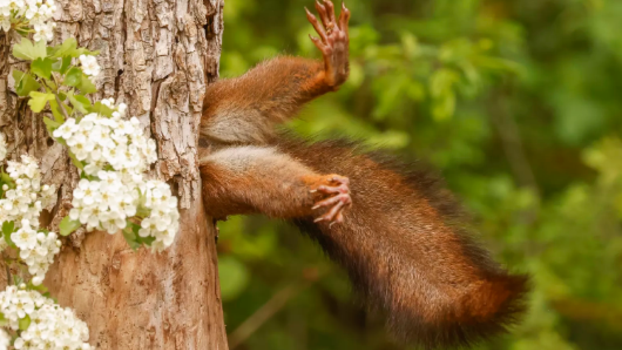 Οι φωτογραφίες της άγριας ζωής που ξεχώρισαν σε διαγωνισμό της Nikon