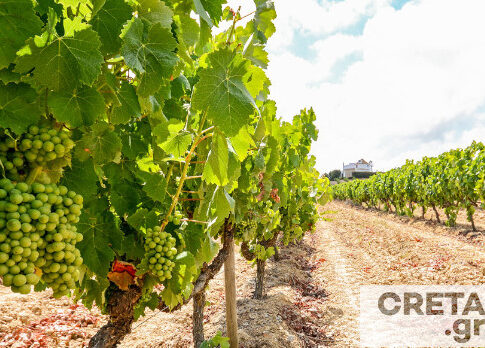 ΠΕ Ηρακλείου: Έως 22 Δεκεμβρίου οι αιτήσεις ένταξης στο Πρόγραμμα Αναδιάρθρωσης και Μετατροπής των αμπελουργικών εκτάσεων