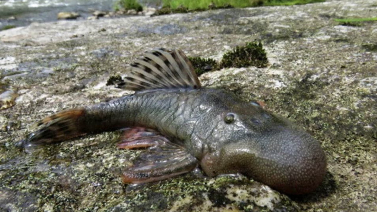 Περού: Ένα υδρόβιο ποντίκι και ένα ασυνήθιστο ψάρι στα νέα είδη που ανακαλύφθηκαν