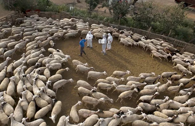 Έλεγχοι σε αιγοπρόβατα