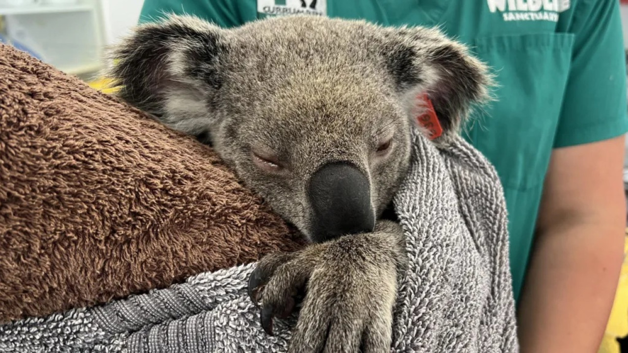 Αυστραλία: Τα χλαμύδια απειλούν τα κοάλα με εξαφάνιση