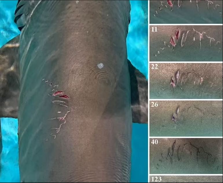 Αντικείμενο μελέτης, το βίαιο σεξ του καρχαρία- Γιατί δαγκώνουν τα θηλυκά