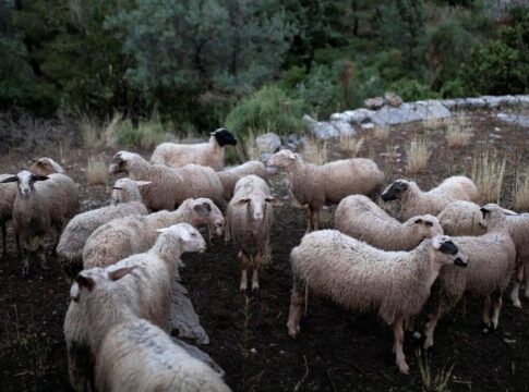 Δήλωση στοιχείων παραγωγής και εμπορίας ζωοτροφών