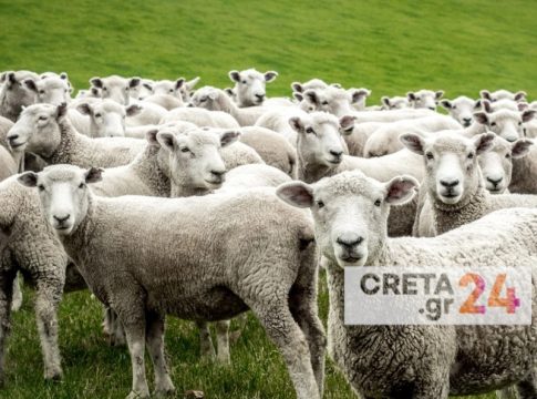 Ευλογιά αιγοπροβάτων: Ολοκληρώνονται οι έλεγχοι σε ακτίνα τριών χιλιομέτρων – Κανένα νέο κρούσμα στο Ηράκλειο
