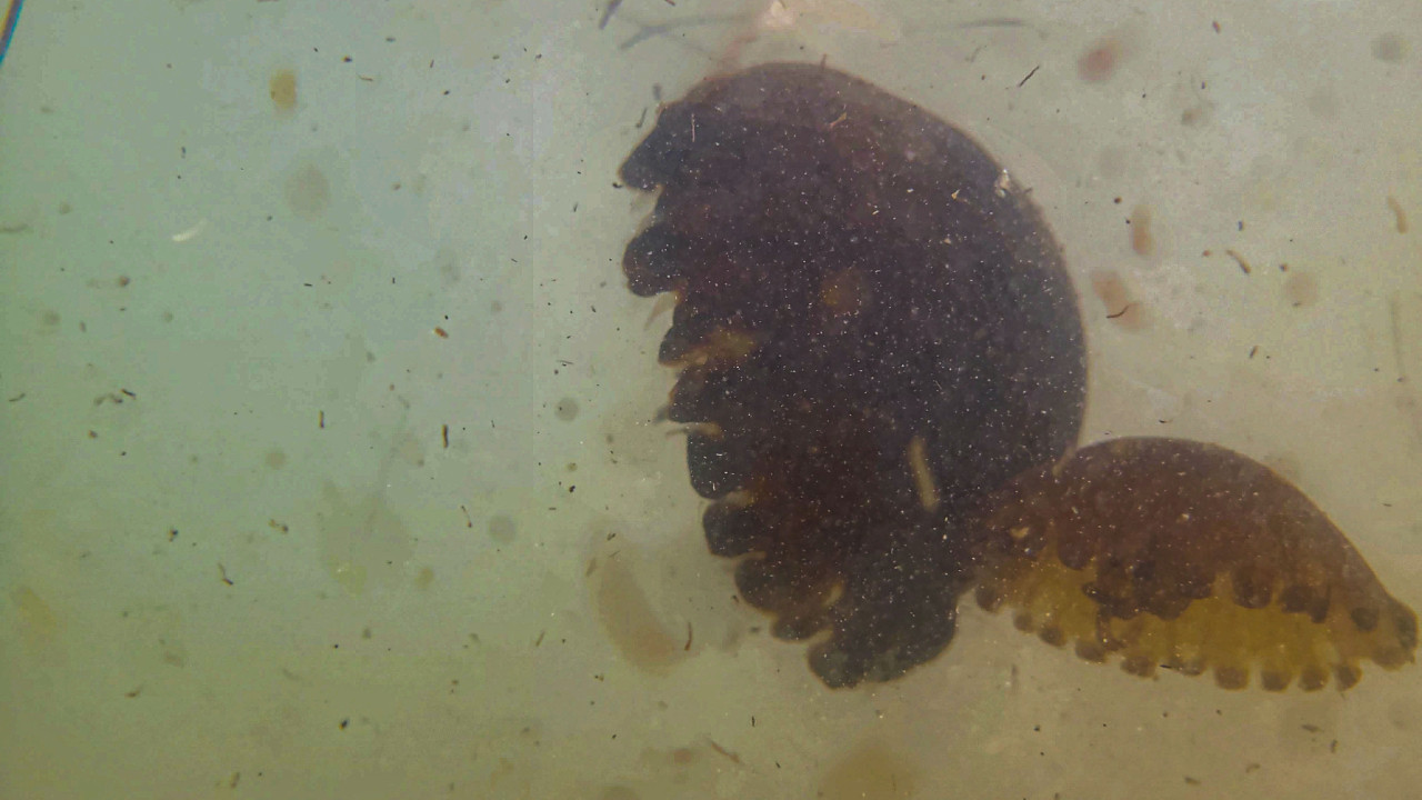 Εύβοια: Συναγερμός σε θάλασσα και ακτές - Γέμισαν μωβ μέδουσες