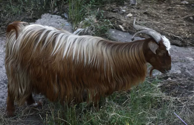 Αιγοπρόβατα