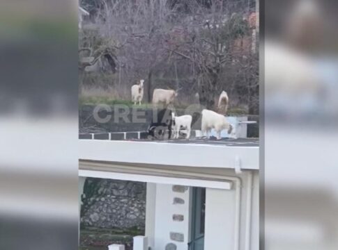 «Κατάληψη» σε σπίτια από αιγοπρόβατα στο Ψυχρό Λασιθίου – «Όμηροι» οι κάτοικοι