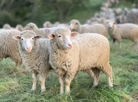 Λαϊκή Συσπείρωση Κρήτης: Να παρθούν, εδώ και τώρα, από την κυβέρνηση και την Περιφέρεια, μέτρα για την αντιμετώπιση των ζωονόσων