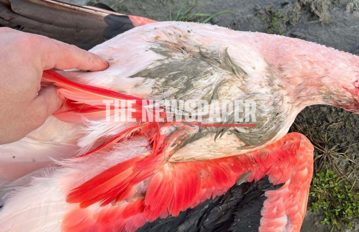 Λίμνη Κάρλα: Πυροβόλησαν φλαμίνγκο