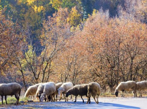 Οι διεκδικήσεις της Ενωτικής Ομοσπονδίας αγροτοκτηνοτροφικών συλλόγων Ηρακλείου για την αντιμετώπιση της ευλογιάς