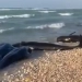 Σομαλία: Δεκάδες δελφίνια εξόκειλαν σε ακτή - Αποκαρδιωτικές εικόνες