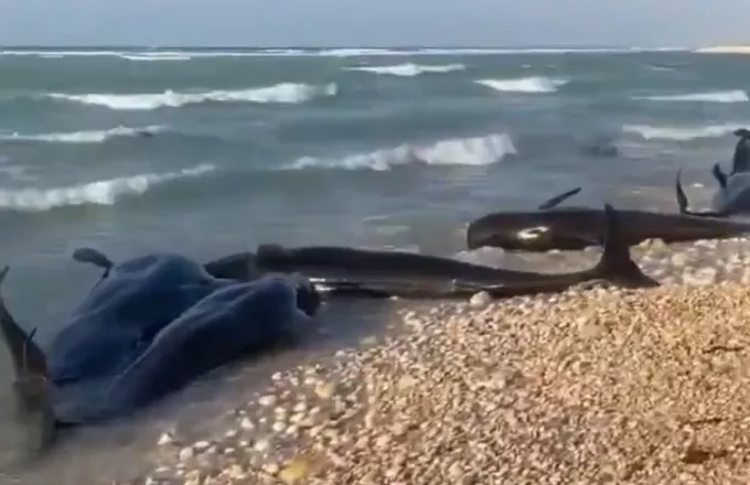 Σομαλία: Δεκάδες δελφίνια εξόκειλαν σε ακτή - Αποκαρδιωτικές εικόνες