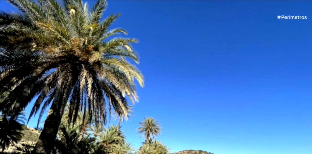 Σώθηκε το φοινικόδασος του Βάι από το κόκκινο σκαθάρι