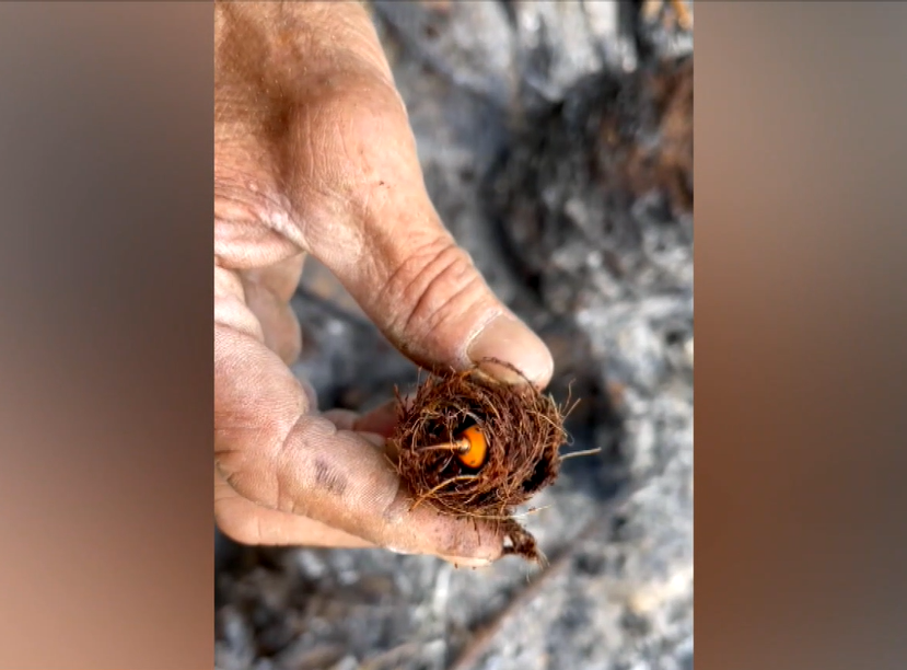 Σώθηκε το φοινικόδασος του Βάι από το κόκκινο σκαθάρι