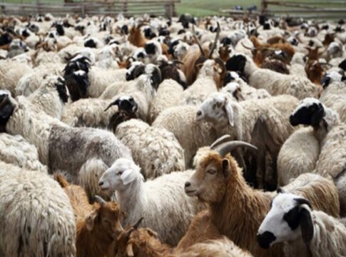 Στο πλευρό των αγροτών και των κτηνοτρόφων το Περιφερειακό Επιμελητηριακό Συμβούλιο Κρήτης