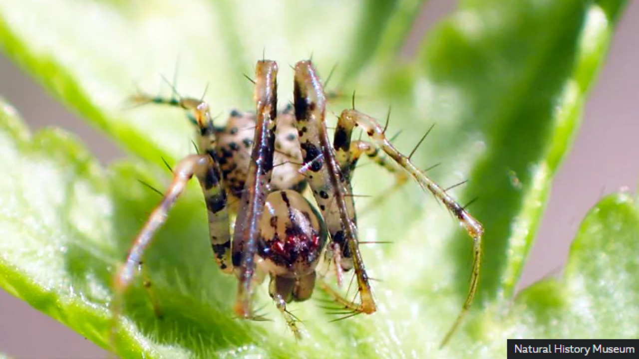 Τα παράξενα είδη που ανακαλύφθηκαν το 2024: Βαμπίρ σκαντζόχοιροι και αράχνες πειρατές