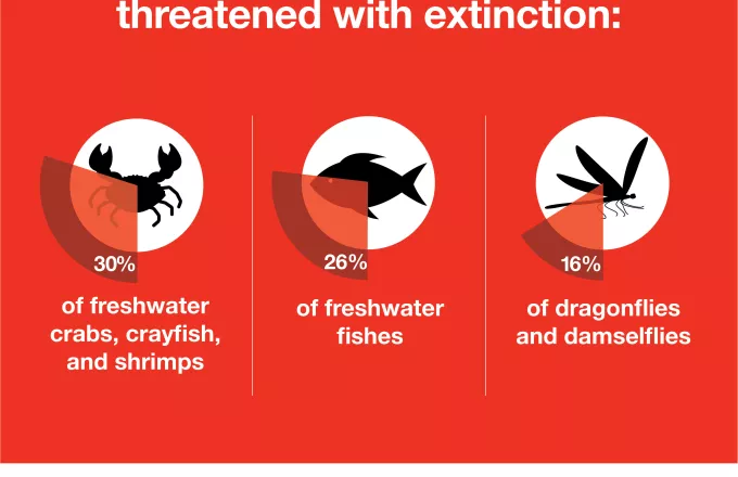 Το 1/4 των ειδών που ζουν στο γλυκό νερό απειλείται με εξαφάνιση