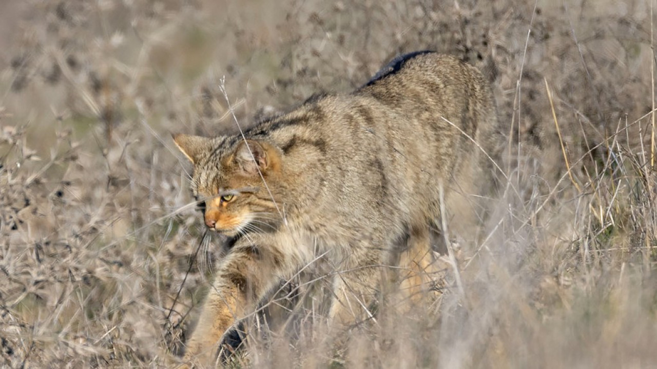 Το αγριόγατο της λίμνης Κερκίνη: «Το μόνο άγριο αιλουροειδές στην Ελλάδα»