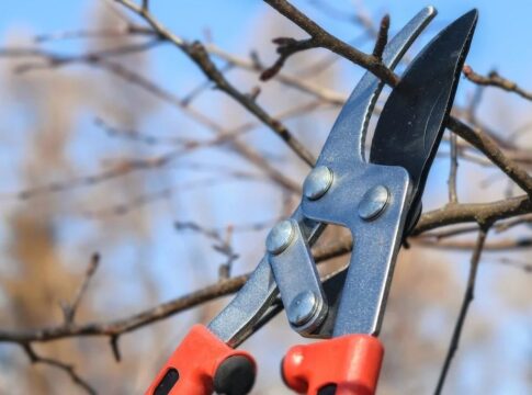 Χανιά: Κλαδέματα δέντρων αύριο στις οδούς Δημητρακάκη και Κορκίδη