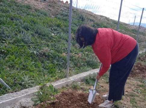 Δενδροφύτευση στην Γέργερη