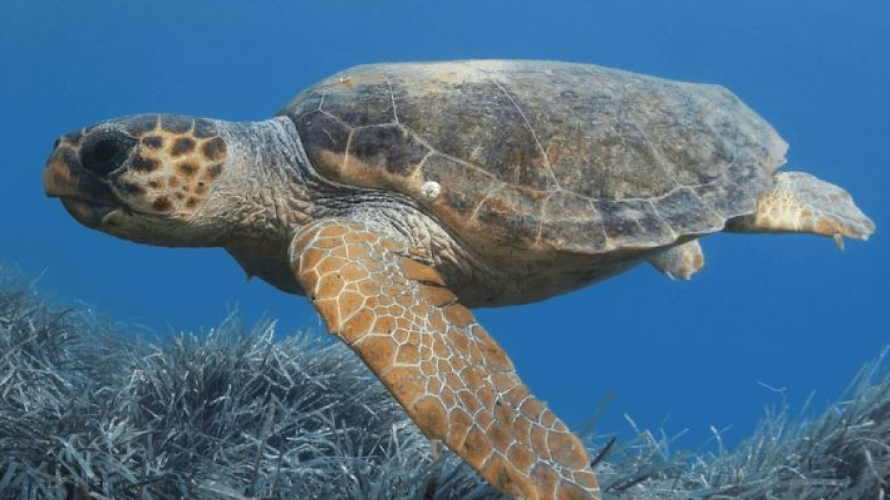 Εξαφανισμένη θαλάσσια χελώνα του «Αρχέλων» βρέθηκε ανοιχτά της Αλεξάνδρειας