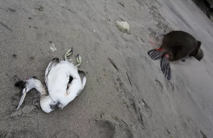 Γρίπη των πτηνών