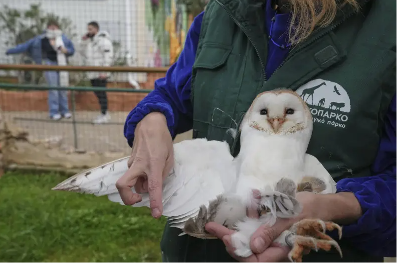 Ισραηλινοί και Άραβες κάθισαν στο ίδιο τραπέζι - Τους ένωσε μια κουκουβάγια