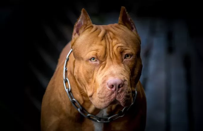Pit Bull