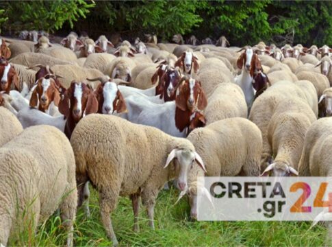 Πώς ήρθε στην Κρήτη η ευλογιά των αιγοπροβάτων; – Έρευνες και έλεγχοι σε εξέλιξη