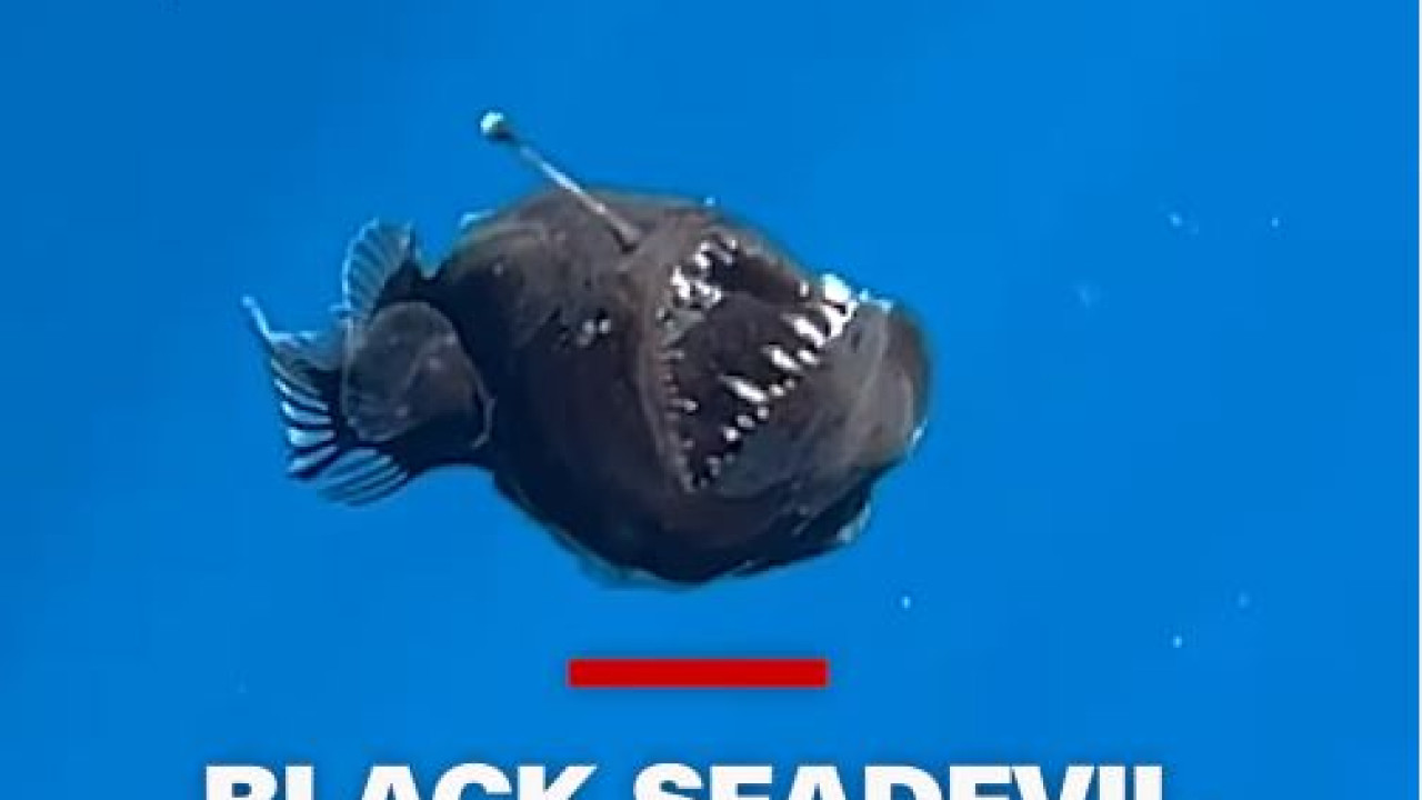 Σπάνιο «διαβολόψαρο» από τα βάθη του ωκεανού, για πρώτη φορά στο φως της ημέρας - Βίντεο