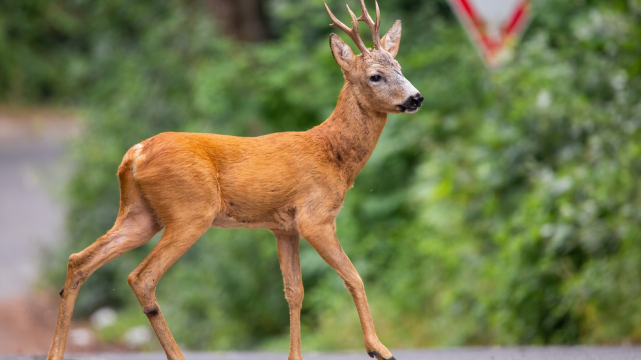 Τανάγρα: Επιχείρηση διάσωσης για ελάφι που εγκλωβίστηκε σε στέρνα νερού