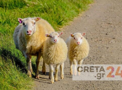 Αδέσποτη βόσκηση: Απειλές, εκφοβισμοί, εμπρησμοί και επιθέσεις – «Οι παραβάτες αφήνονται ελεύθεροι από την Εισαγγελία Χανίων»