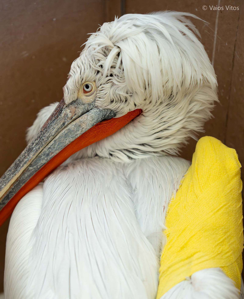 Αργυροπελεκάνος κινδυνεύει να μείνει ανάπηρος μετά από ηλεκτροπληξία