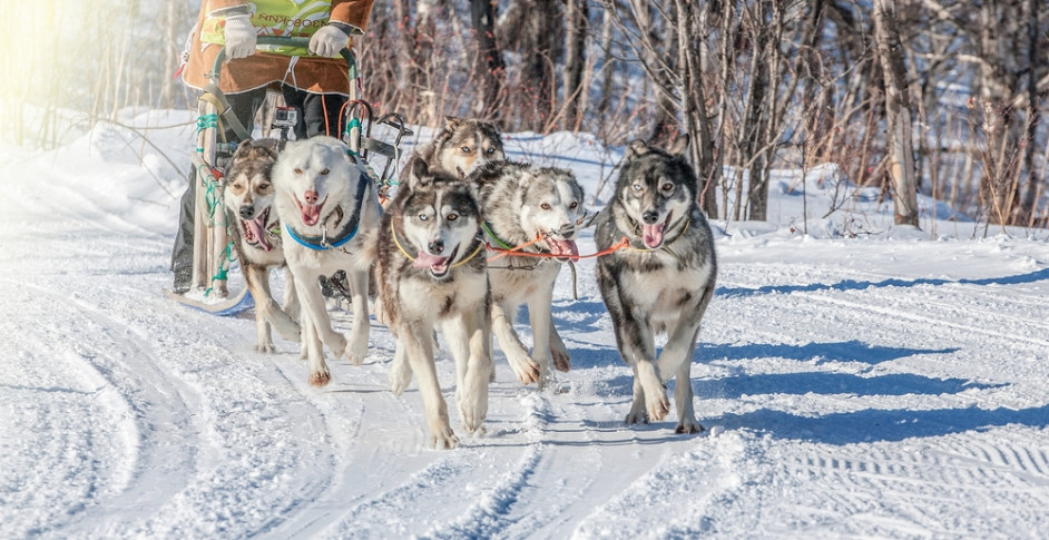 Χάσκυ περπατούν πάνω στο νερό κάνοντας ανησυχητικές αποκαλύψεις για τους πάγους της Γροιλανδίας