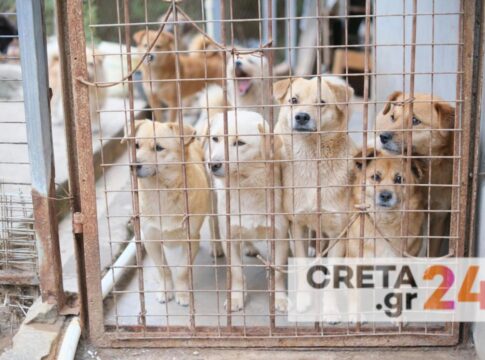 Εκπέμπει SOS το Δημοτικό Κυνοκομείο Ηρακλείου – Χωρίς εθελοντές και κτηνίατρο και με δεκάδες αδέσποτα στα κλουβιά