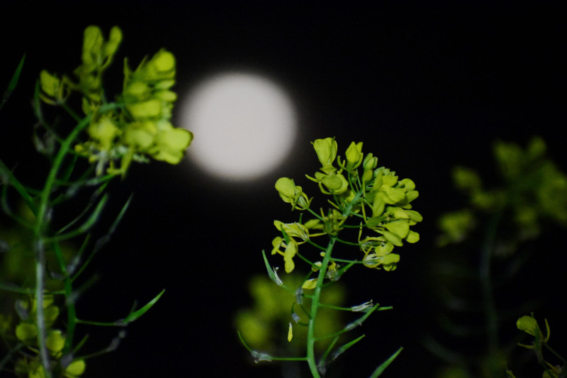 Εντυπωσιακές φωτογραφίες από το «Ματωμένο Φεγγάρι» ή αλλιώς «Φεγγάρι του Σκουληκιού»