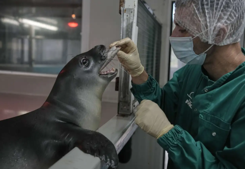 Φώκια monachus monachus: Το ορφανό φωκάκι, ο Παναγής, επιστρέφει «σπίτι» του (φωτό)