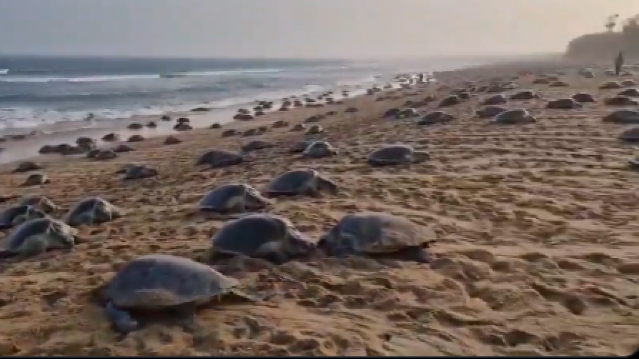 Ινδία: 700.000 χελώνες βγήκαν σε παραλία για να γεννήσουν τα αυγά τους - Βίντεο