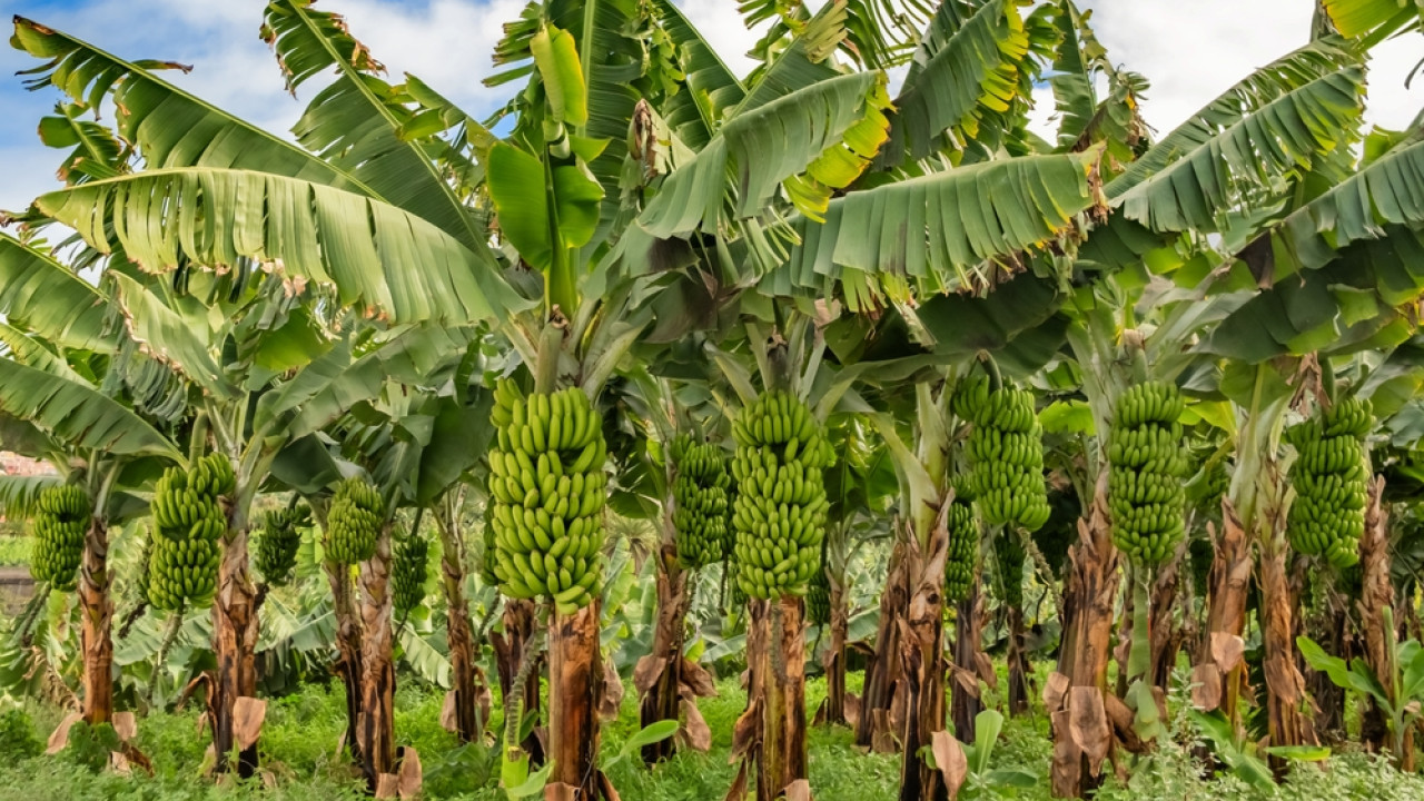 Κλιματική αλλαγή: Απειλεί τις μπανάνες - Πώς επηρεάζεται η παραγωγή