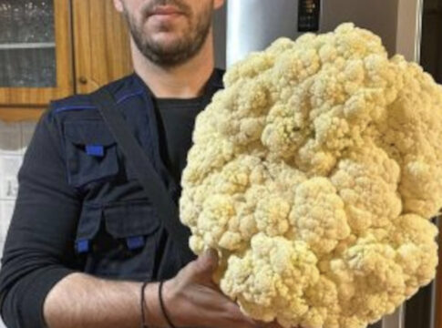 Κουνουπίδι-γίγας έβγαλε Κρητικός αγρότης