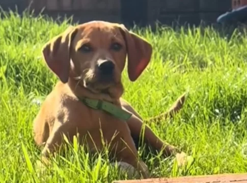 Κρήτη: Χειροπέδες και «τσουχτερά» πρόστιμα σε άνδρα για τον σκύλο του