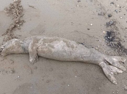Kρήτη: Νεκρή φώκια εντοπίστηκε σε παραλία