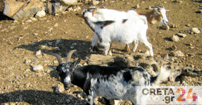 Κρήτη: Συνελήφθη 44χρονη για… αδέσποτες κατσίκες που κατέστρεψαν αμπελώνα