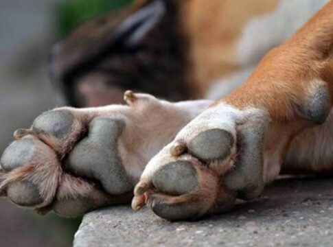 Κρήτη | «Τσουχτερά» πρόστιμα 18.400 ευρώ για παραβάσεις του νόμου προστασίας των ζώων