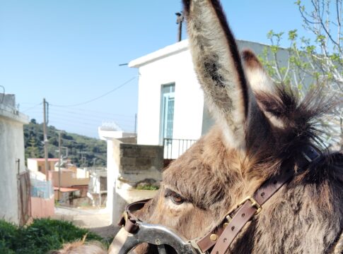 Κρήτη: Ξεκινά το εαρινό πρόγραμμα δράσεων για τη φροντίδα ιπποειδών