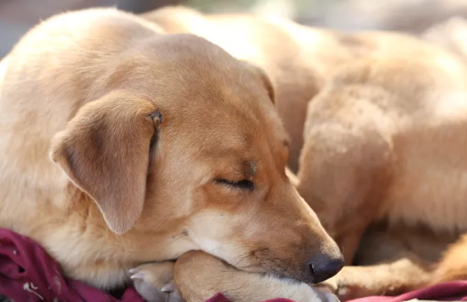Λασίθι: Συνελήφθη 44χρονος που είχε σε θερμοκήπιο 6 σκύλους