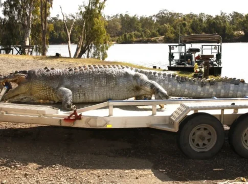 Ολυμπιακοί Αγώνες 2032: Το χάος στο Μπρίσμπεϊν συνεχίζεται – Σχεδιάζουν κωπηλατοδρόμιο σε ποταμό με… κροκόδειλους