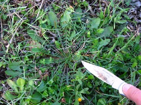 «Πάμε για Χόρτα» στον Πλάτανο και τη Σκάφη