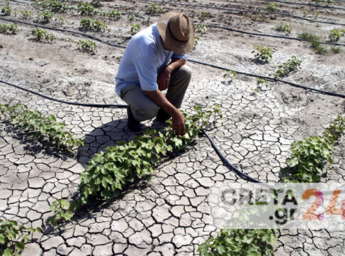 Πώς η λειψυδρία στην Κρήτη «χτυπά» το τραπέζι του καταναλωτή | «Έδωσαν τα χρήματα στη Θεσσαλία και μείναμε χωρίς βοήθεια»