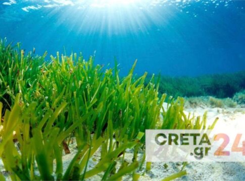 Πόσο κινδυνεύουν και πώς θα προστατευθούν τα θαλάσσια λιβάδια Ποσειδωνίας στην Κρήτη